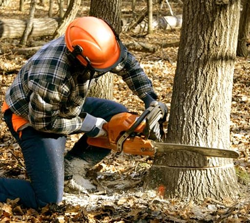 Tree Removal in Walnut Hill, IL